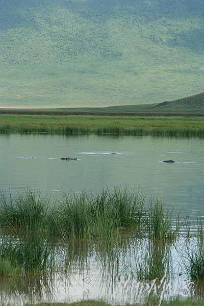 Mud Maps Africa Ngorongoro NP 2126